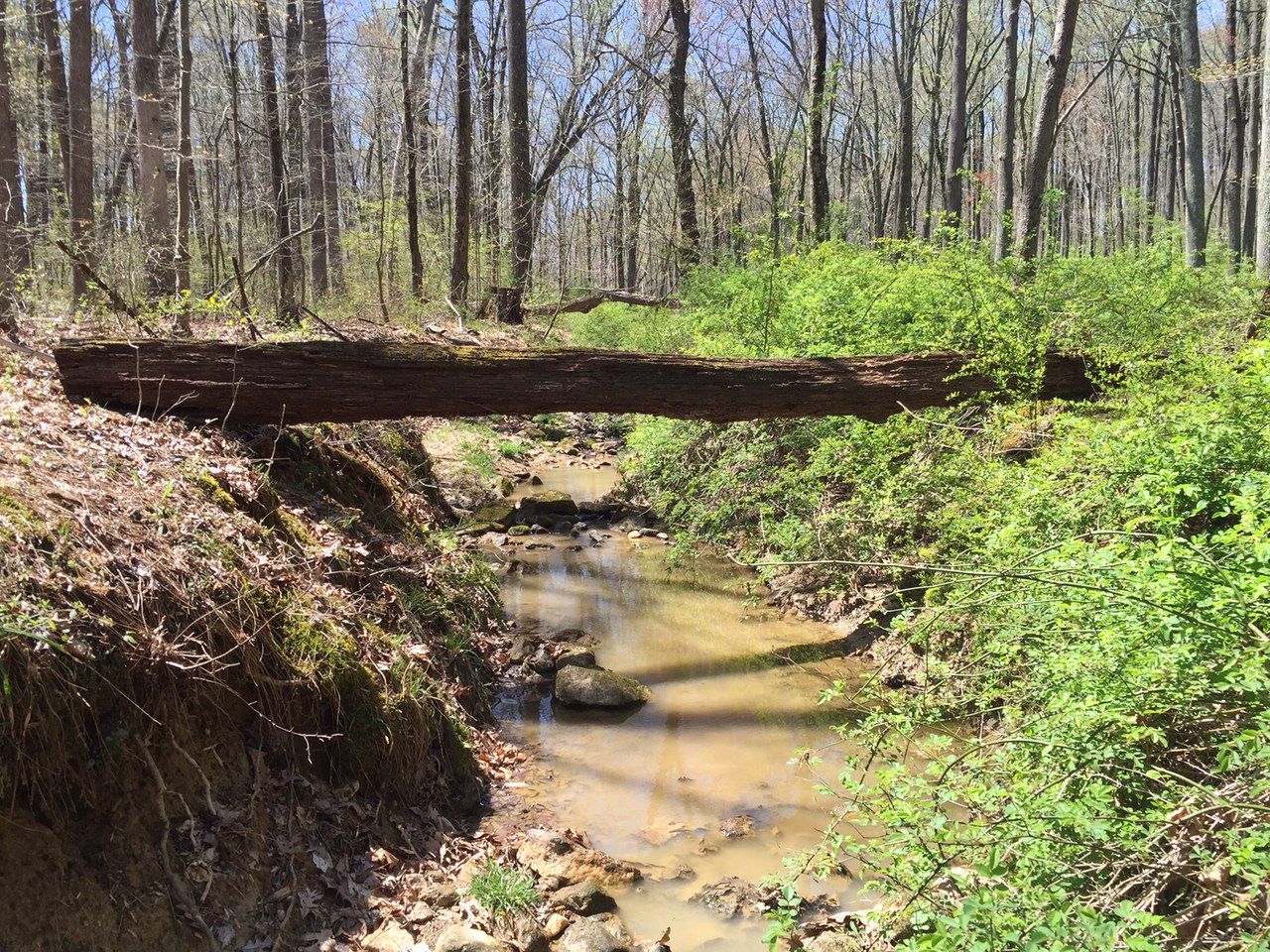Field photo showing stream conditions at site LIGU-103-R-2016-midpoint upstream